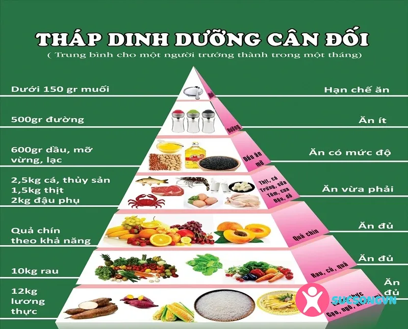 Tìm hiểu về tháp dinh dưỡng